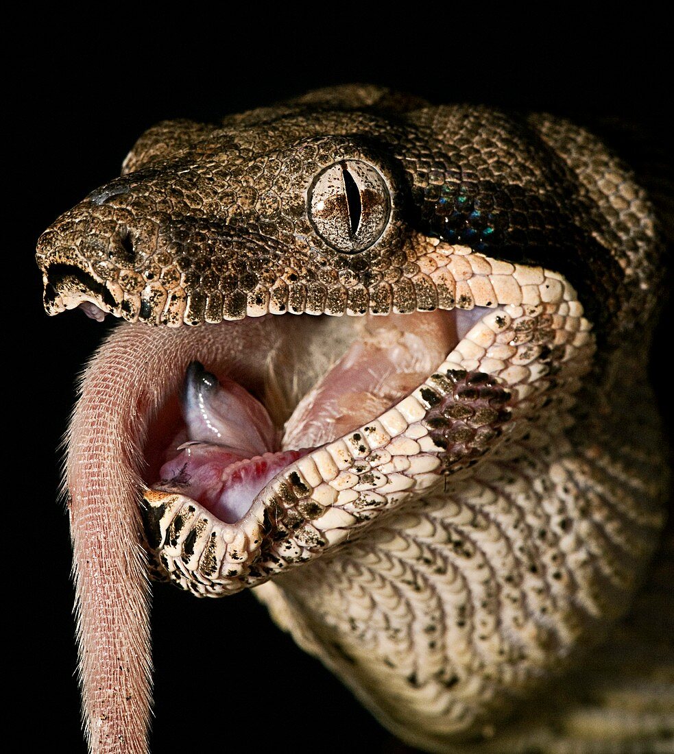 Boa constrictor eating a mouse