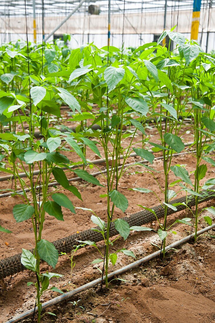 Interior of a greenhouse