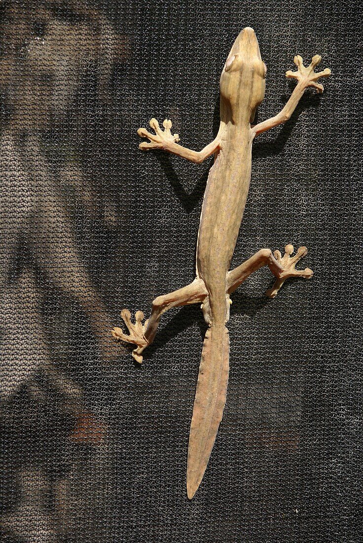 Madagascar,Leaf-tail Gecko