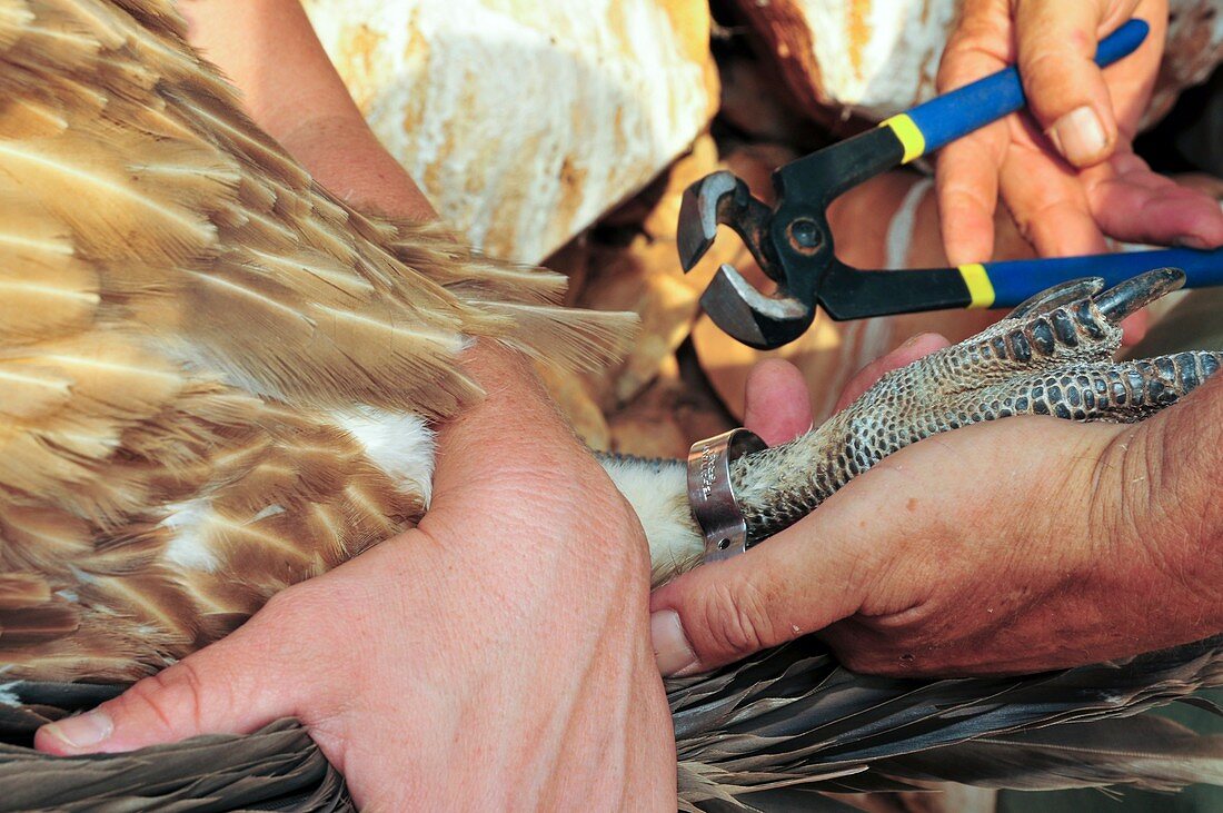 Griffon vulture being ringed