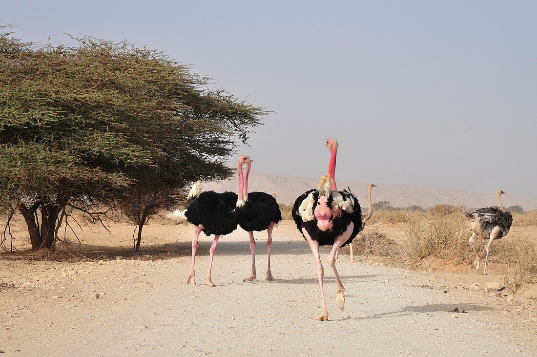 Ostriches in a Nature Reserve