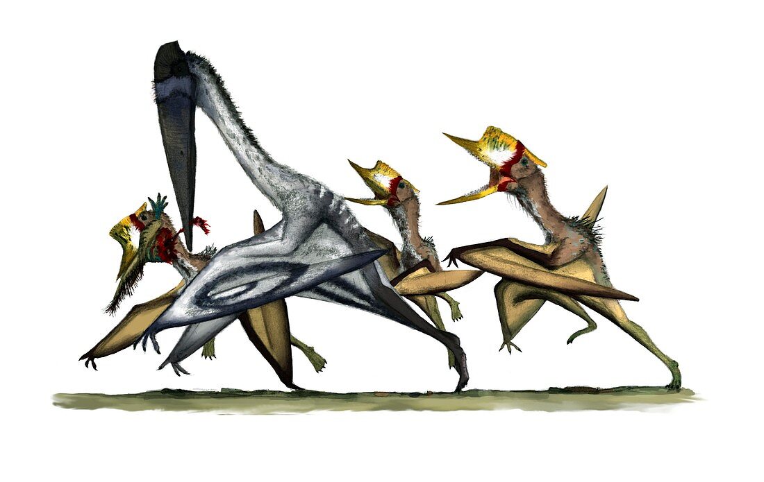 Pterosaurs fighting,artwork