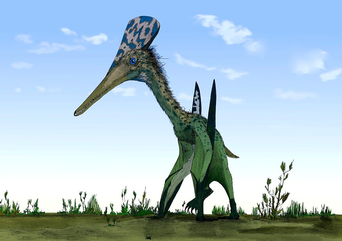 Pterodactylus,artwork