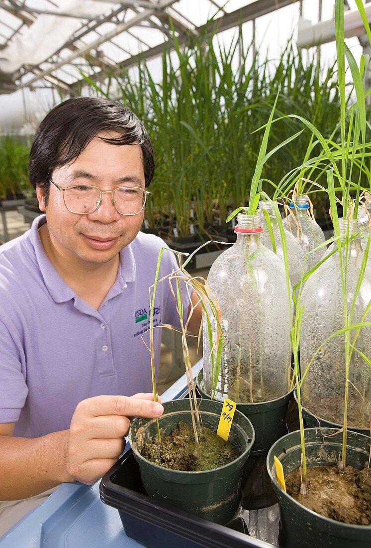 Plant fungus resistance research