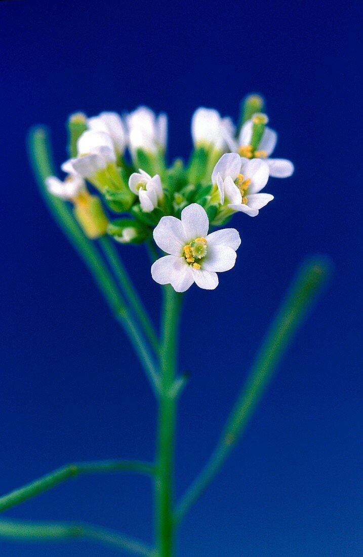 Genetically modified thale cress flowers