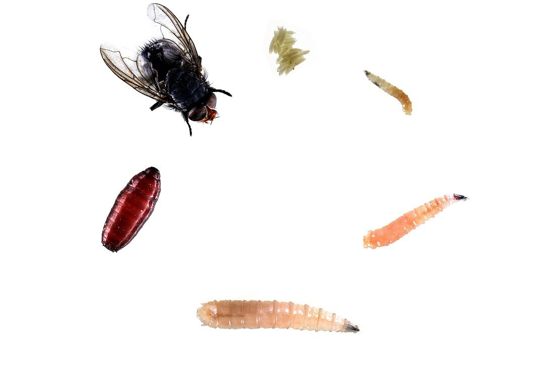 Dipteran fly life stages