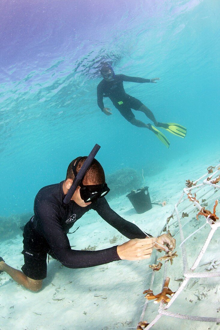 Coral reef regeneration project,Maldives