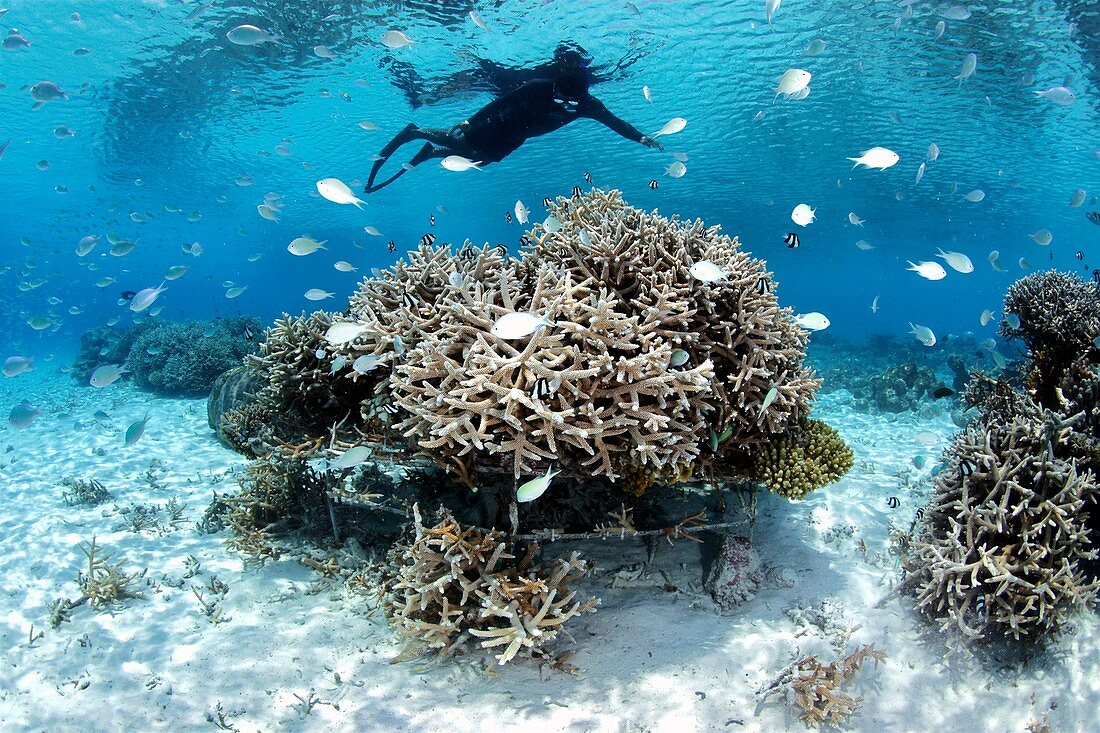 Coral reef regeneration project,Maldives