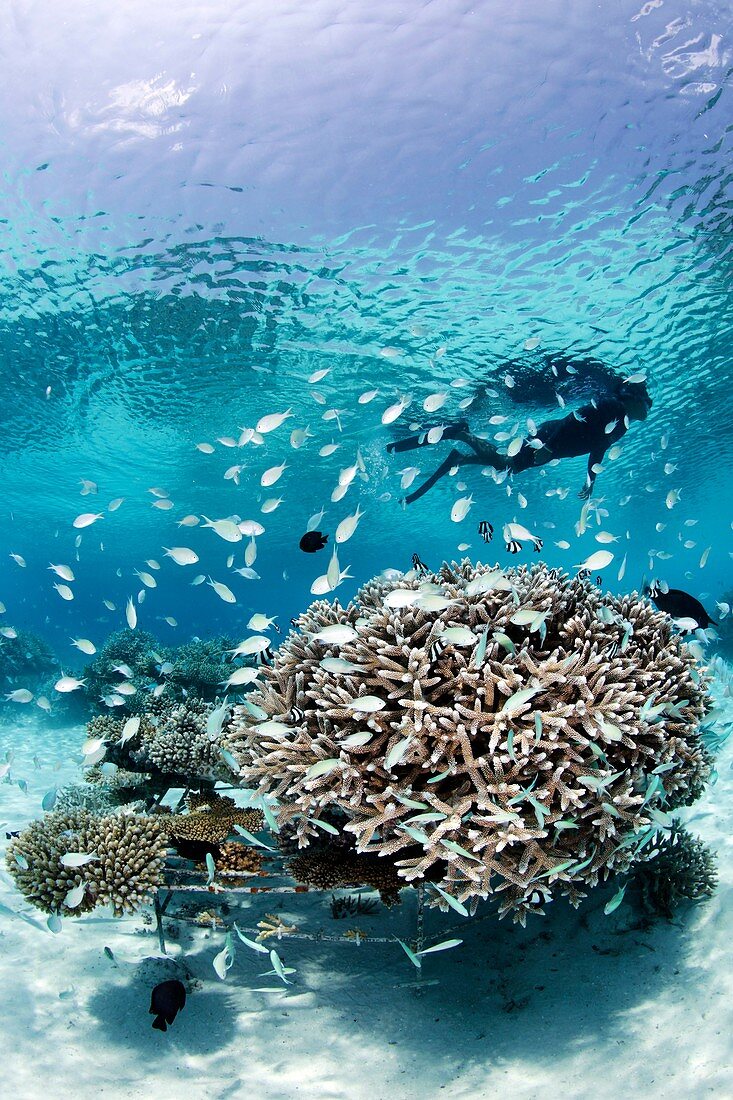 Coral reef regeneration project,Maldives