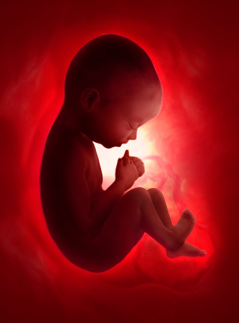 Human foetus in the womb,artwork