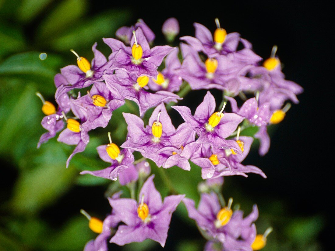 Solanum seaforthianum flowers