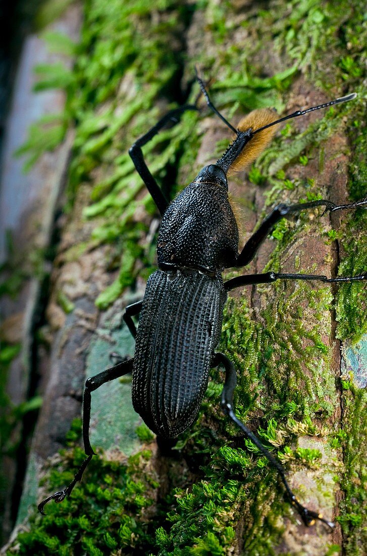 Weevil on a plant