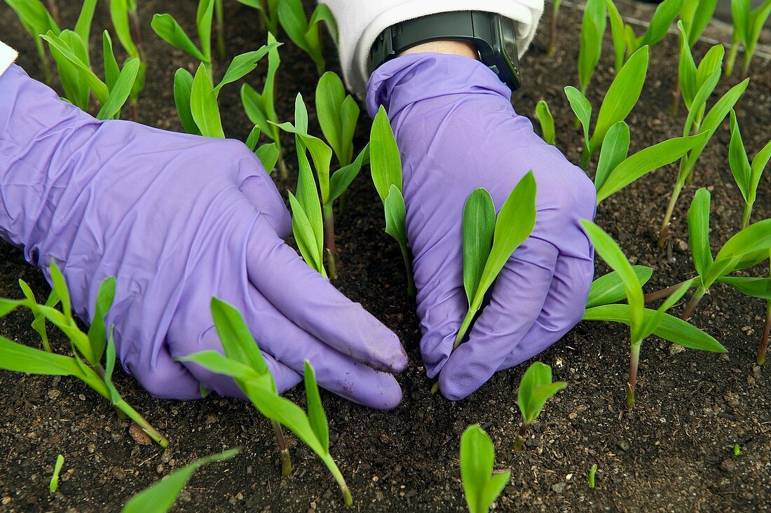 Maize research