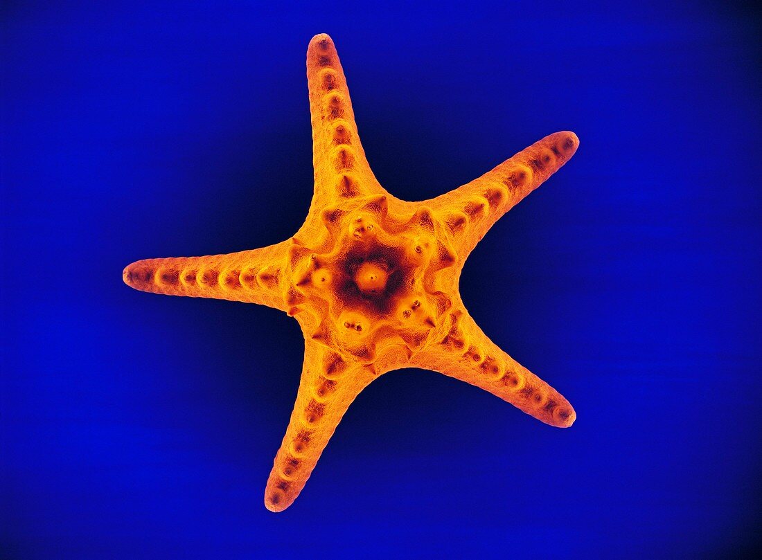 Blue linckia starfish
