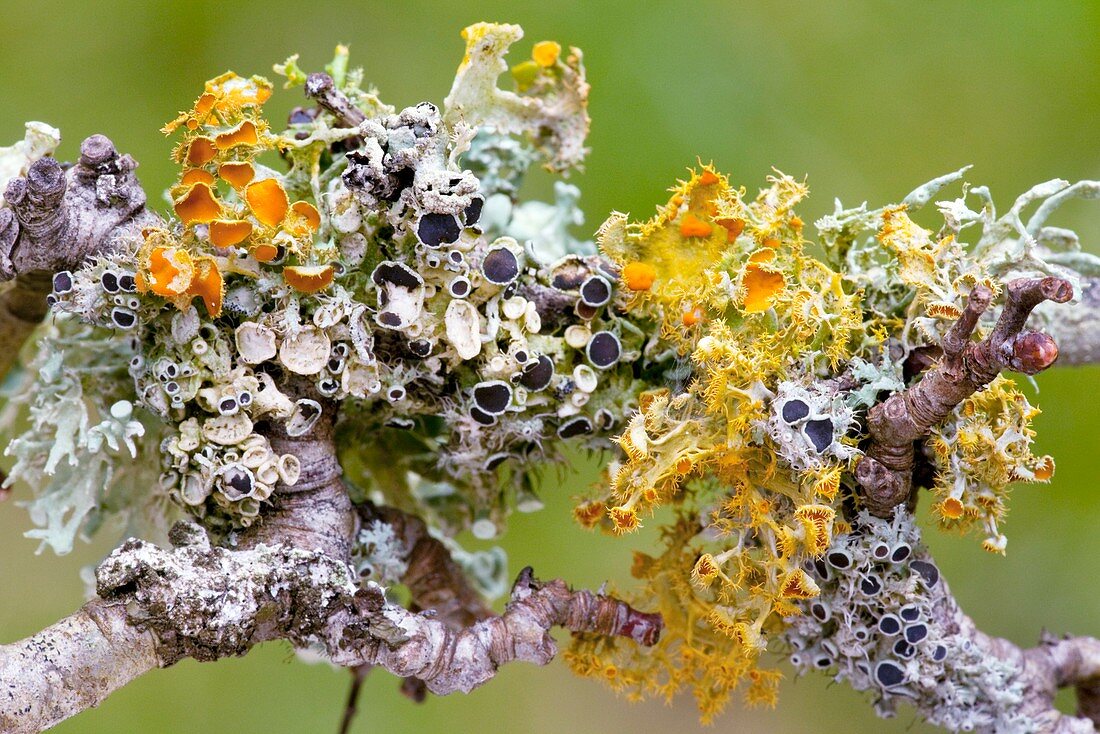 Lichens on Blackthorn