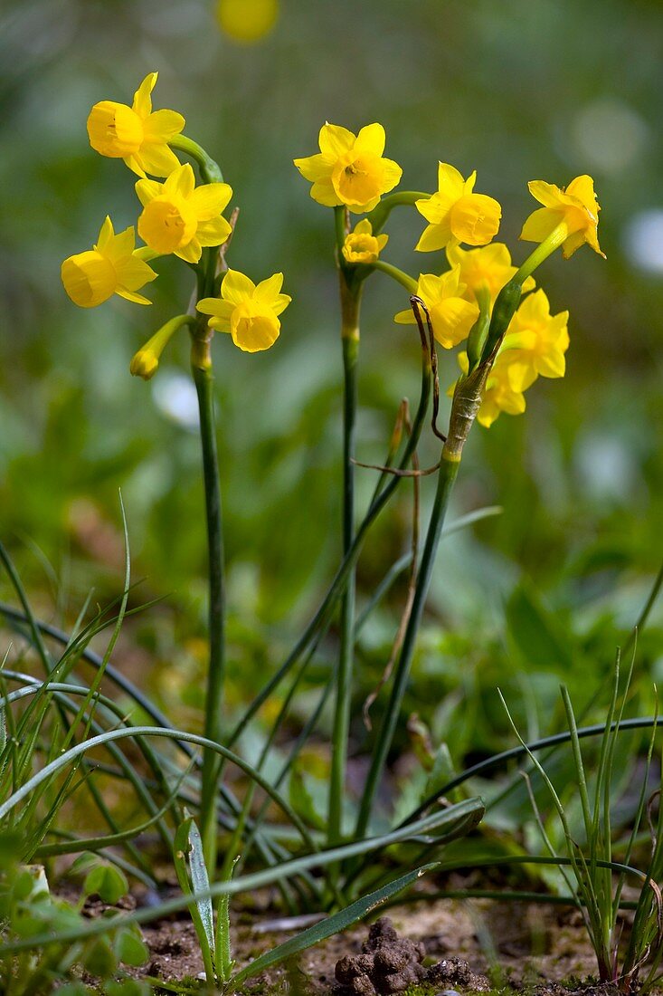 Jonquil daffodil (Narcissus jonquilla)