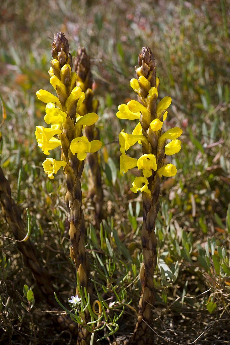 Cistanche phelypaea