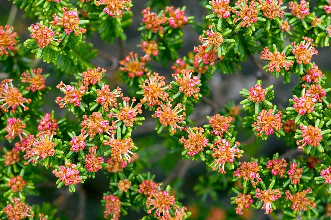 Portuguese Crowberry (Corema album)