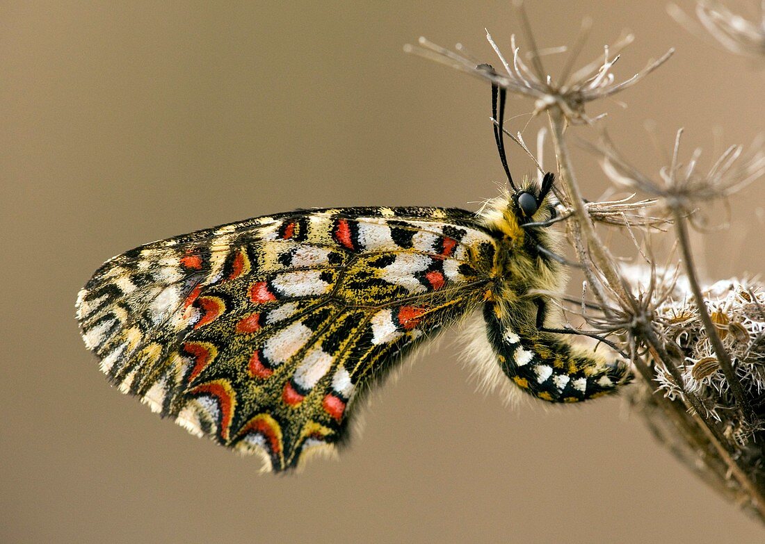 Spanish festoon butterfly