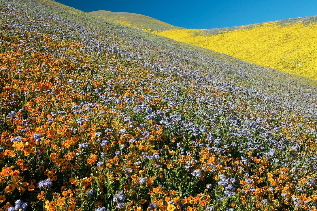 Wildflowers,California