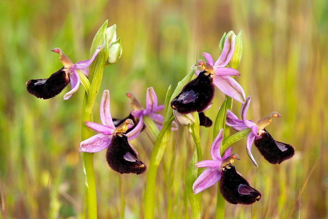 Bertoloni's Orchid (Ophrys bertolonii)