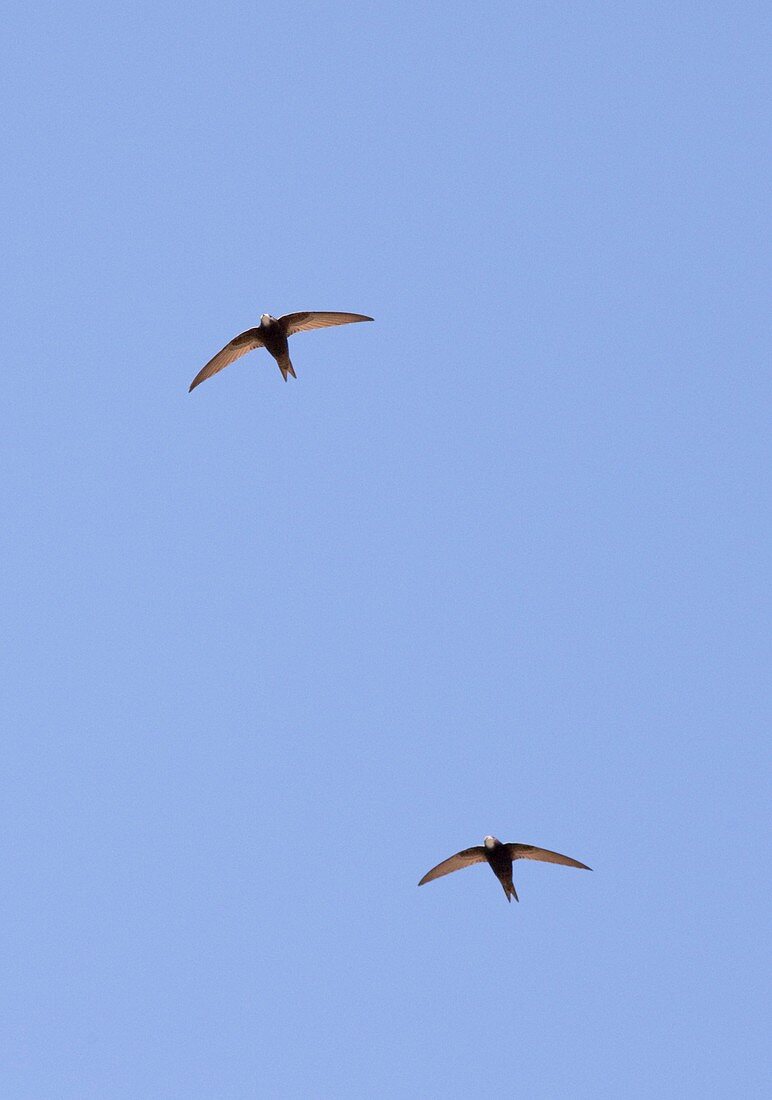Pallid Swifts in flight