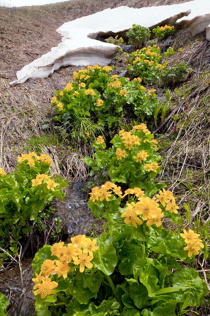 Caltha palustris subsp. polypetala