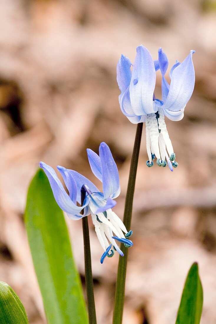 Rosen's Squill (Scilla rosenii)