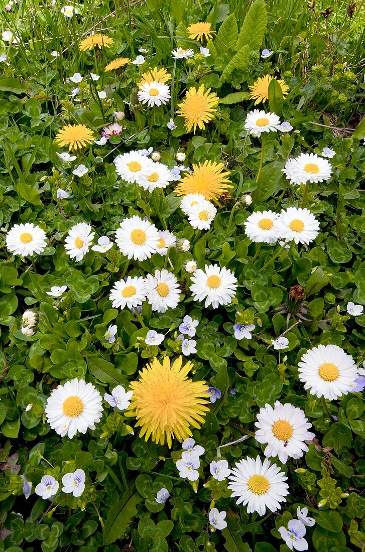Daisy,Dandelions and Slender Speedwell