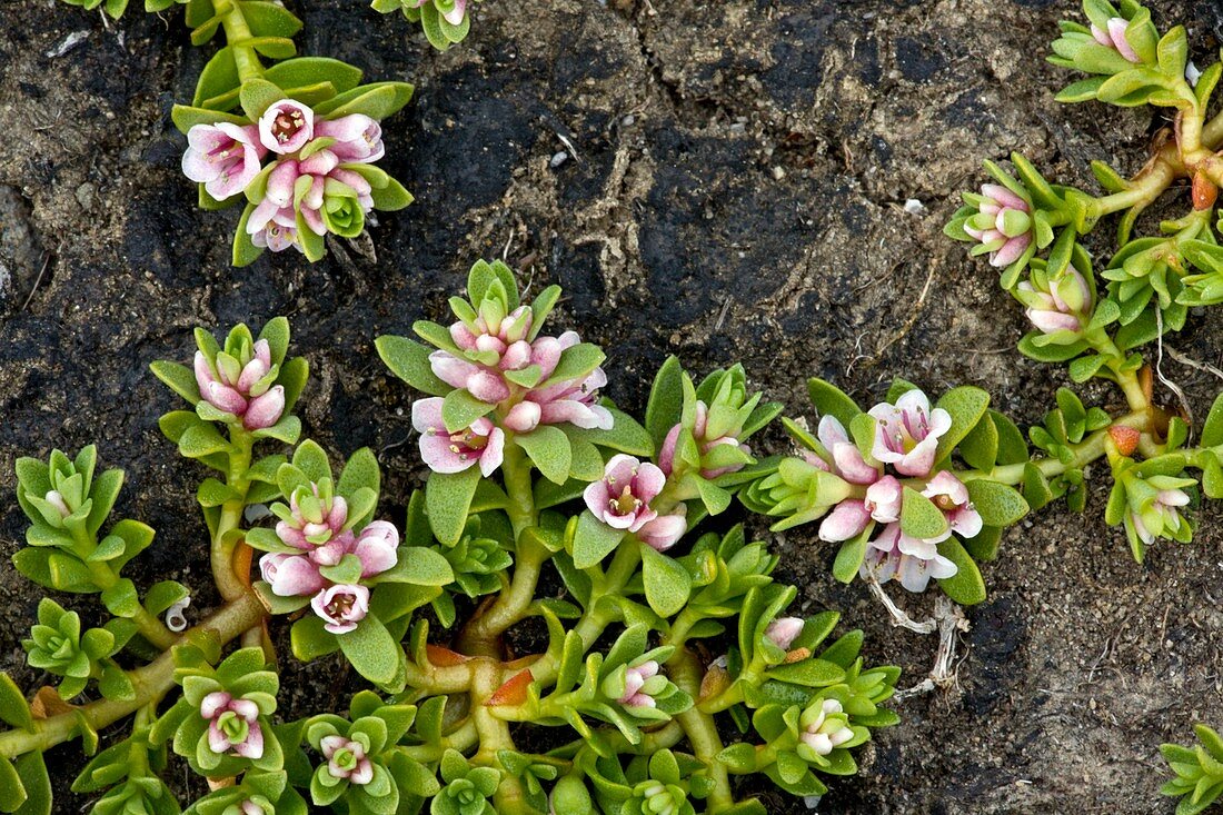 Sea milkwort (Glaux maritima)