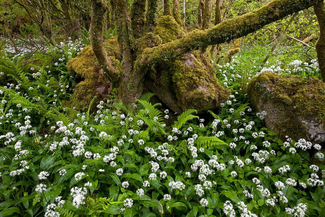 Ramsons (Allium ursinum)