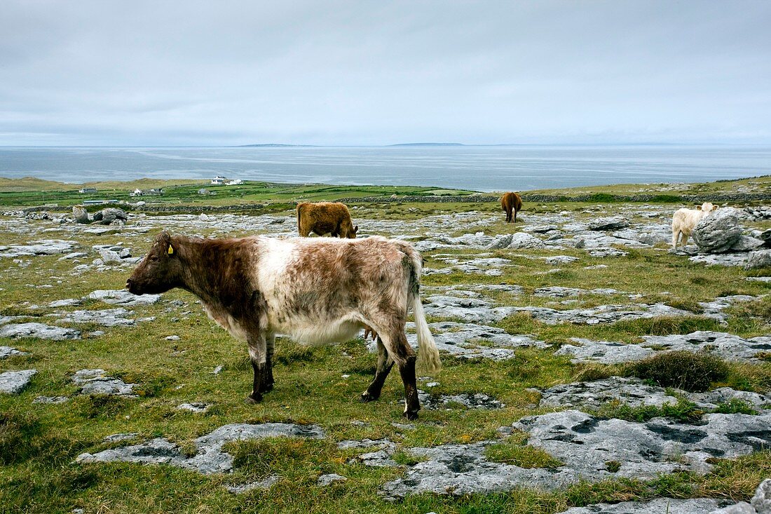 Cattle grazing in Eire