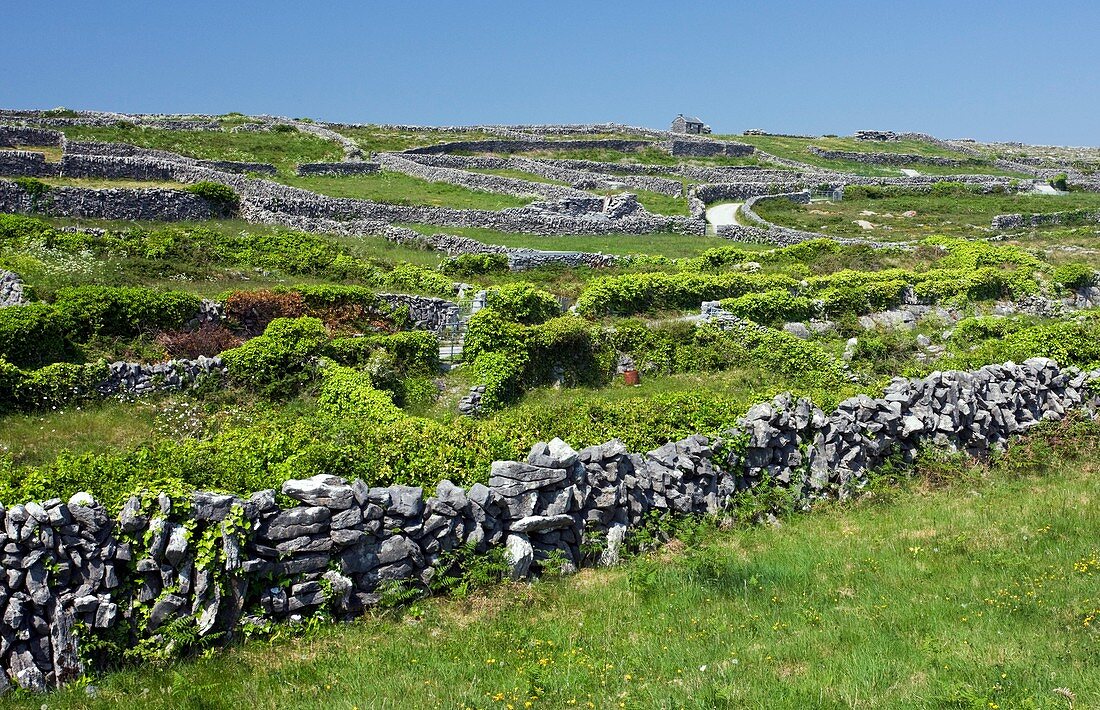 Ancient limestone fields