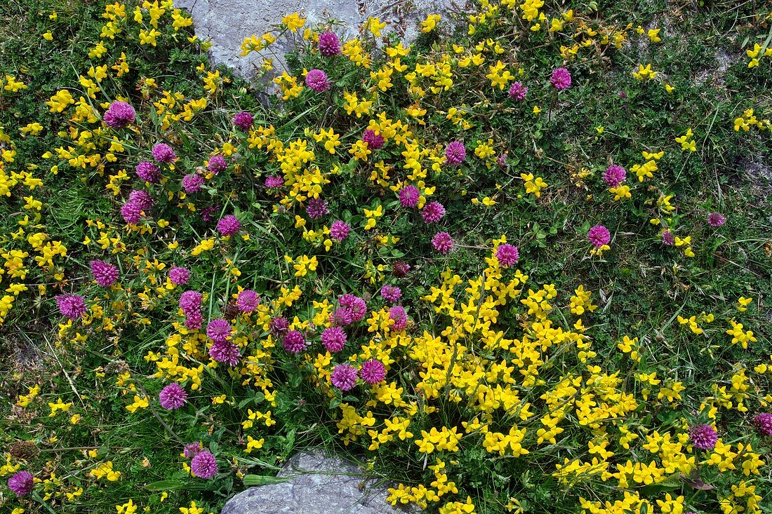 Trifolium pratense and Lotus