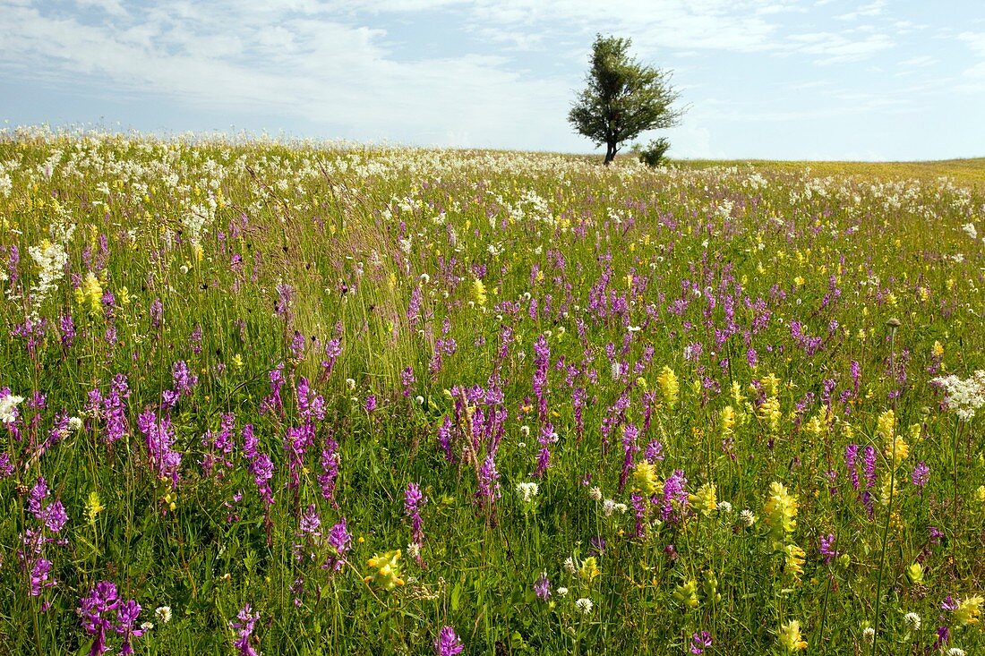 Wildflower meadows,Romania