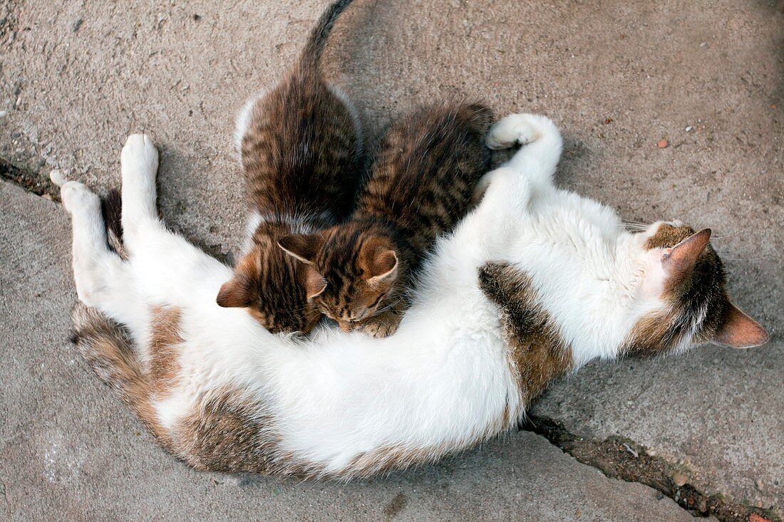 Kittens suckling,Romania