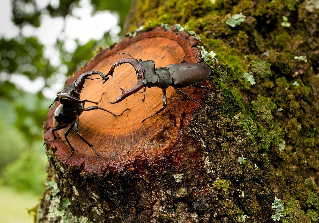 Greater Stag Beetles