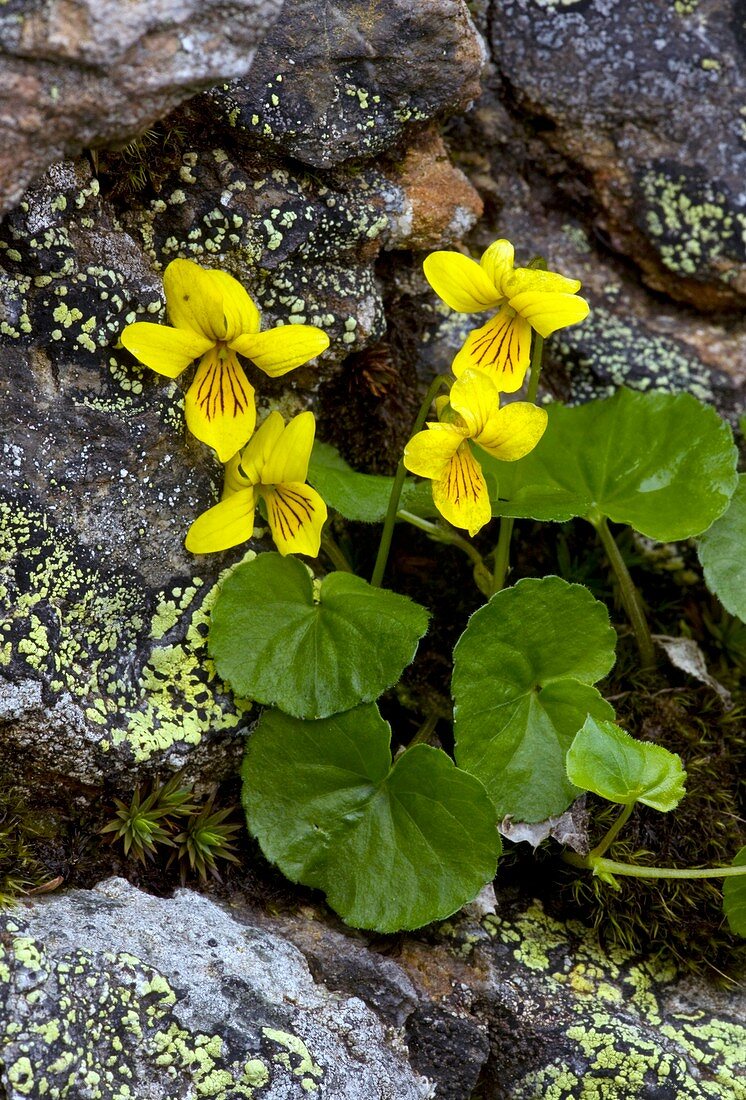 Yellow Wood Violet (Viola biflora)