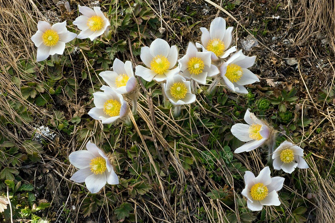 Spring Pasque flower (Pulsatilla vernalis