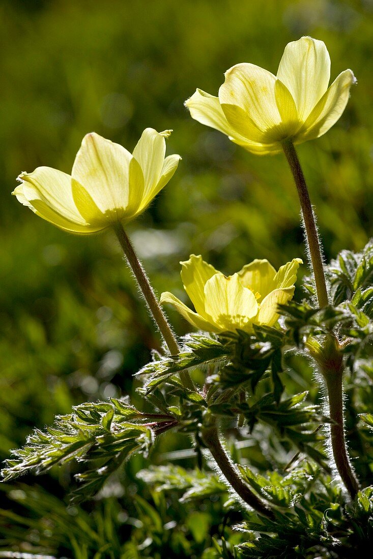 Pulsatilla alpina ssp. apiifolia