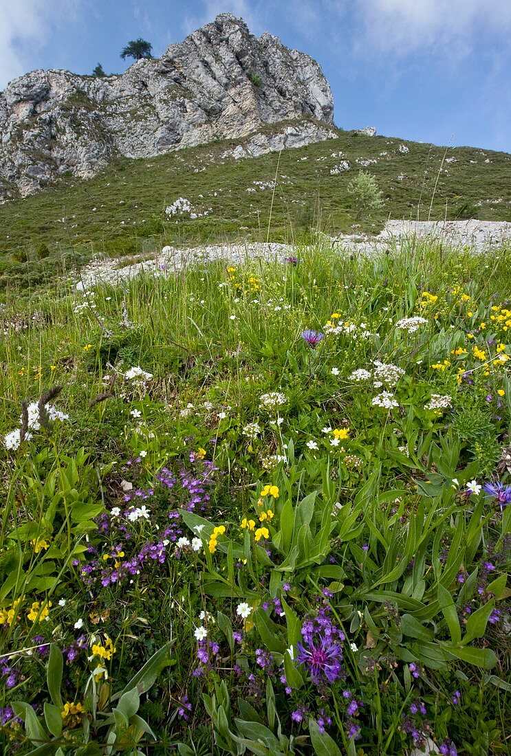 Flowery grasslands,Italy