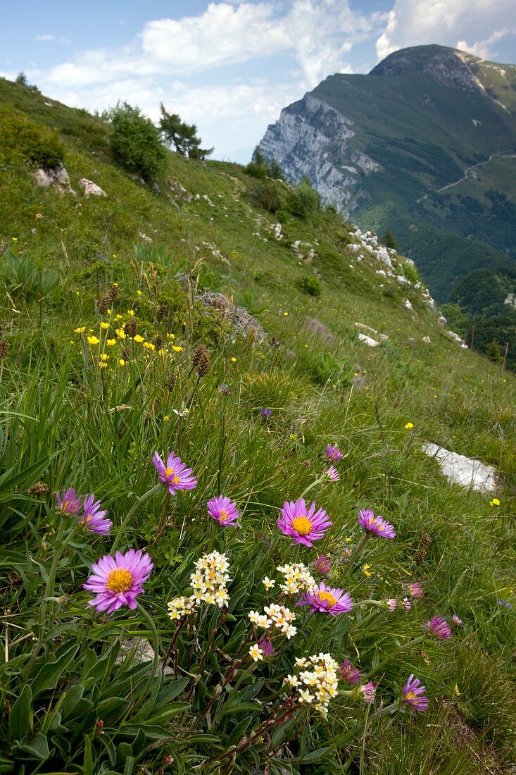 Alpine Aster and Livelong Saxifrage