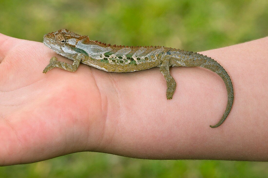 Robertson dwarf chameleon