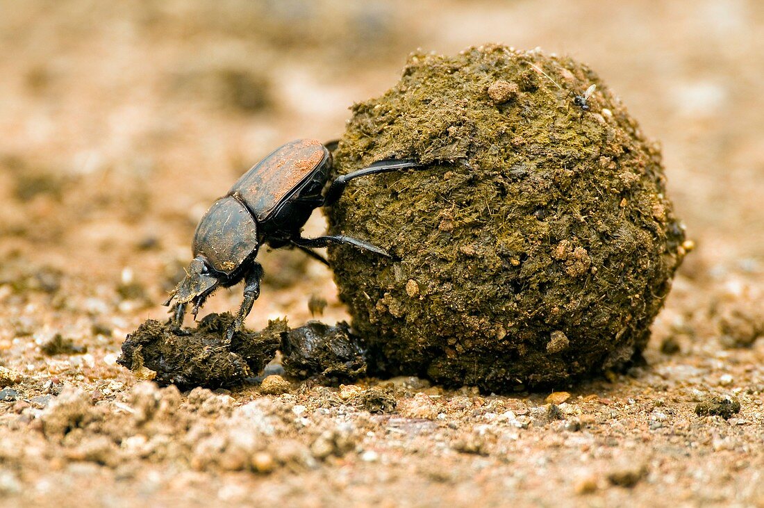 Dung beetle pushing a dung ball