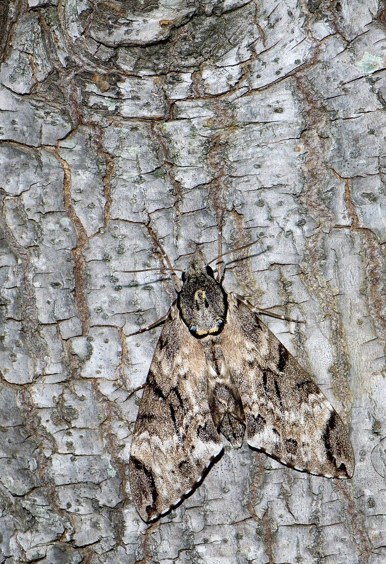 Australian privet hawk moth