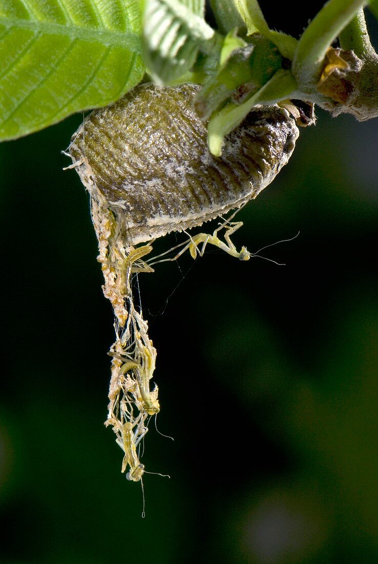 Mantis young moulting