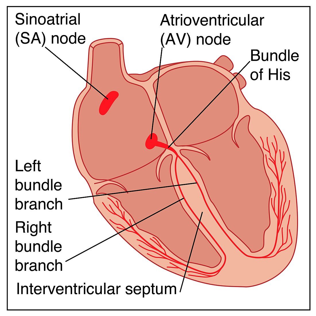 Heart conduction system,artwork