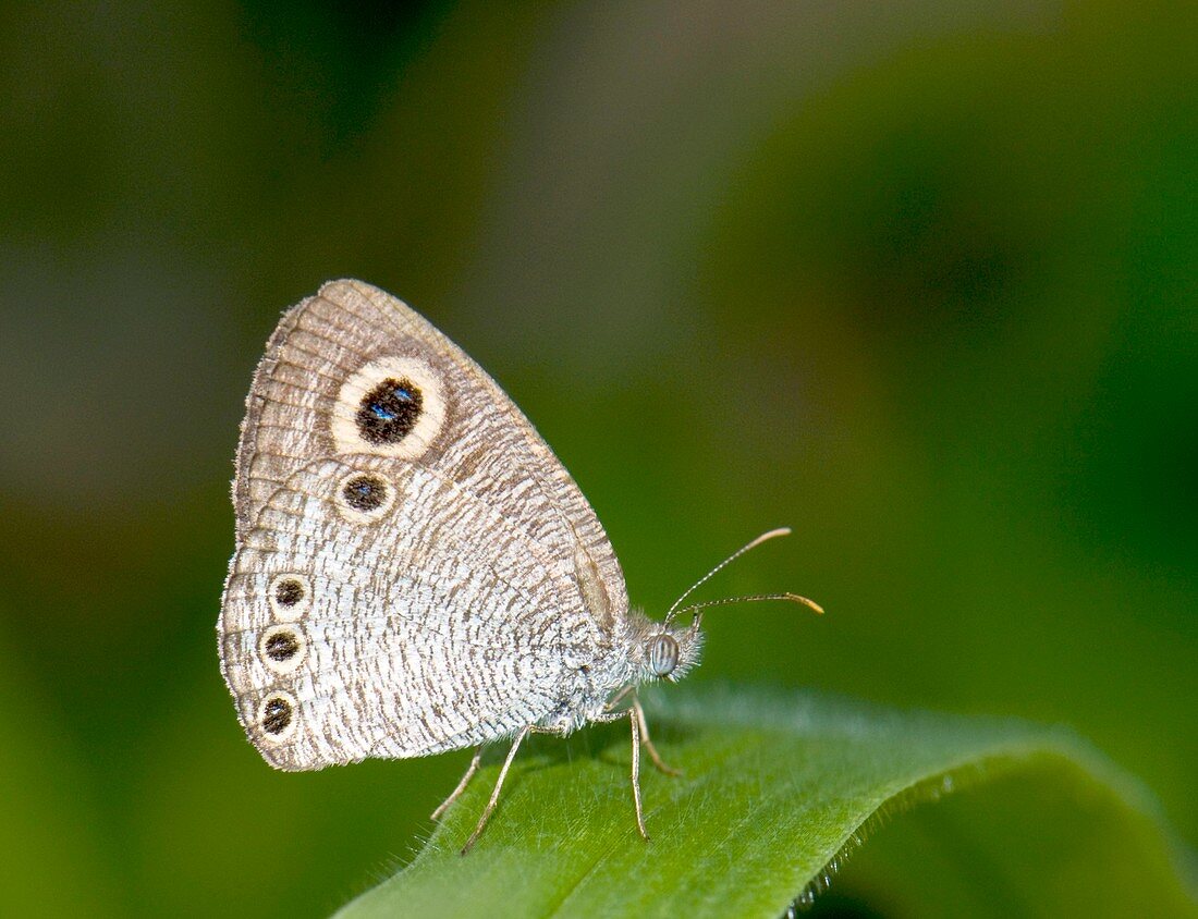 Common four-ring butterfly on a leaf