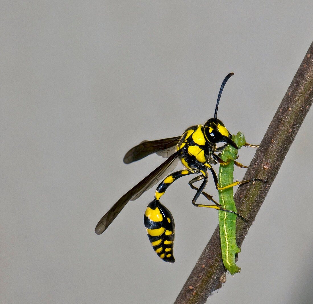 Potter wasp with its prey