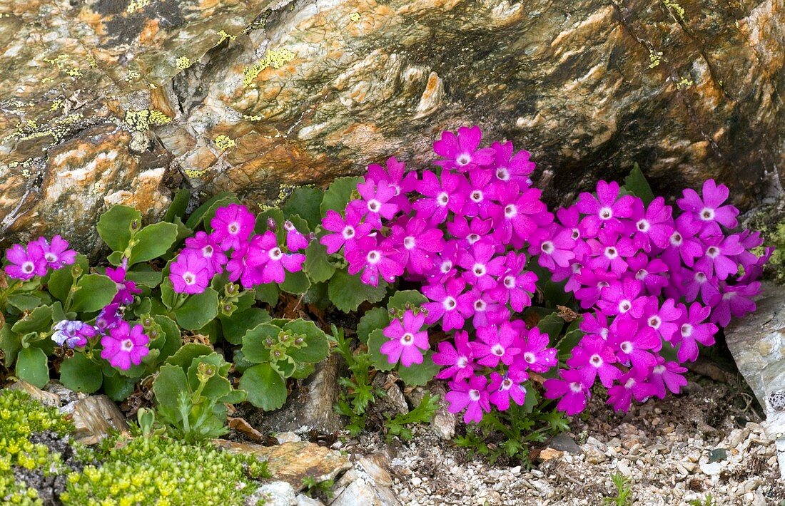 Alpine primula (Primula hirsuta)